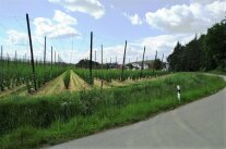 Blick auf ein Hopfenfeld vor der Gemeinde Oberpindhart